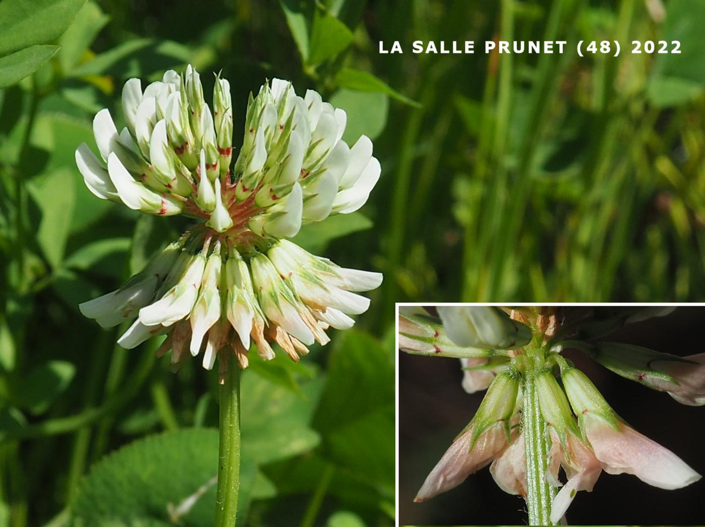 Clover, White flower